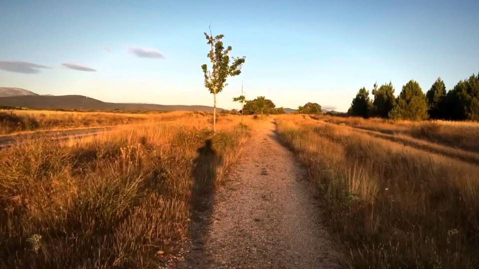A long dirt road through golden fields at sunset